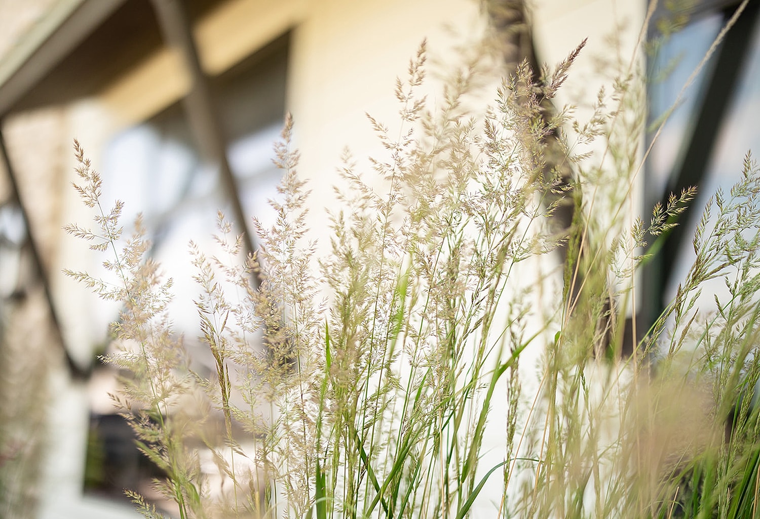 Blurry grass in front of windowed building.