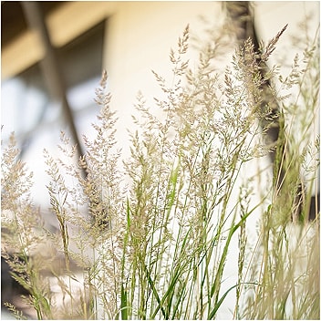 Tall grass swaying gently in soft sunlight.